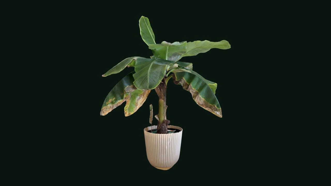 iPhonotype Pro: Plant science in more dimensions