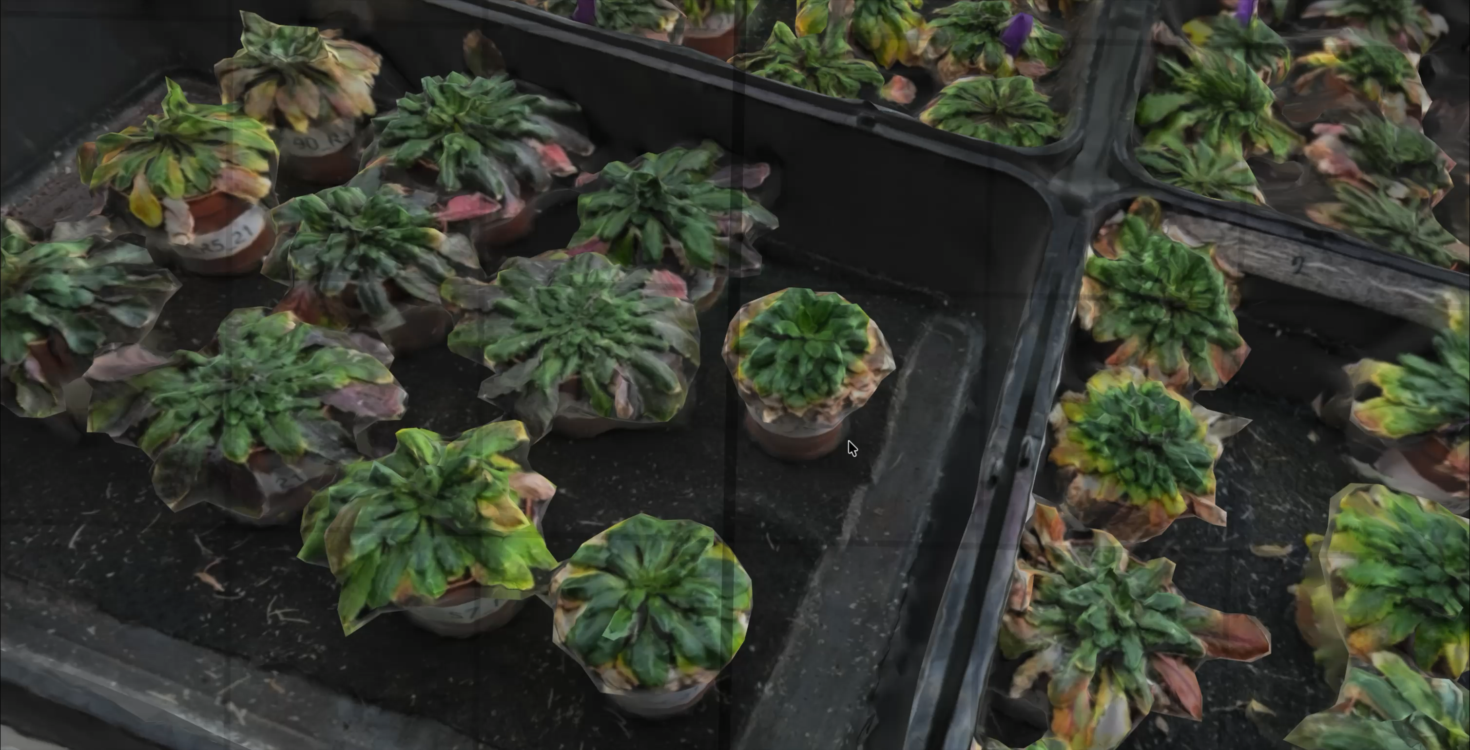 Textured tray-scale reconstruction of multiple plants.